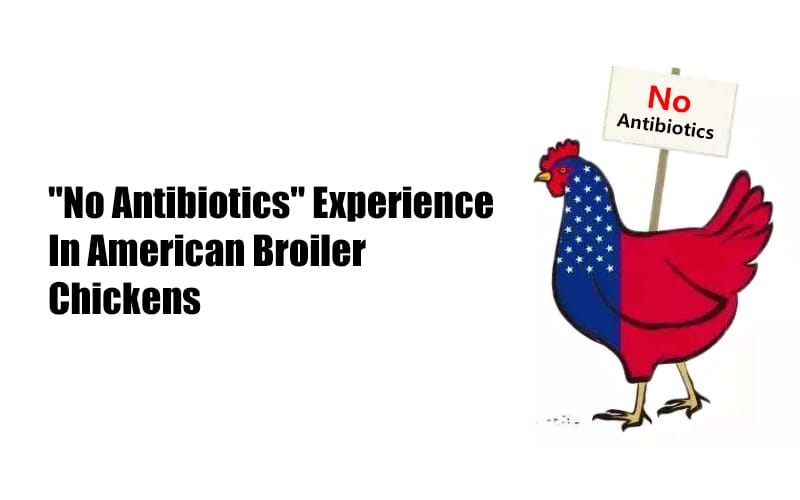 Experience with the "No Antibiotics" in American broilers