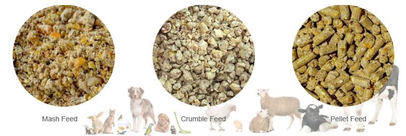 Fermented fungus residue can be used as poultry feed