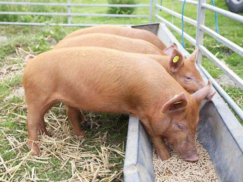 pig animal feed processing steps