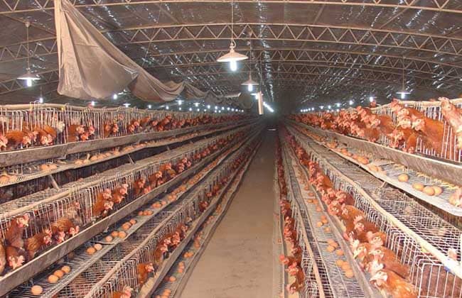 Commercial Poultry Chicken Farming (How to make commercial chicken feed)