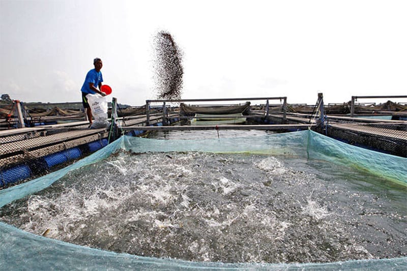 What Are Benefits For Starting Fish Farming Business?(the stages of fish feed production )