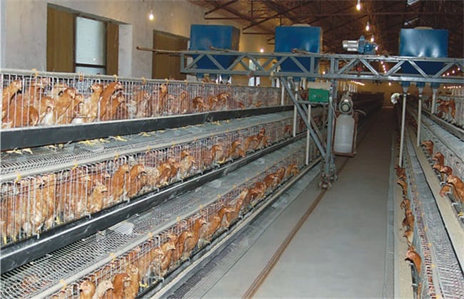 chicken feed production price