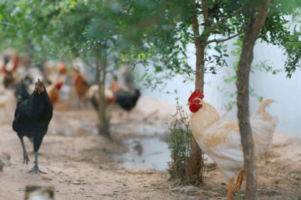 Problems and countermeasures of feed preparation in small layer chicken farms