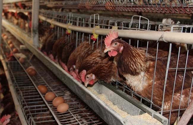 Problems and solutions for the use of chicken farming equipment