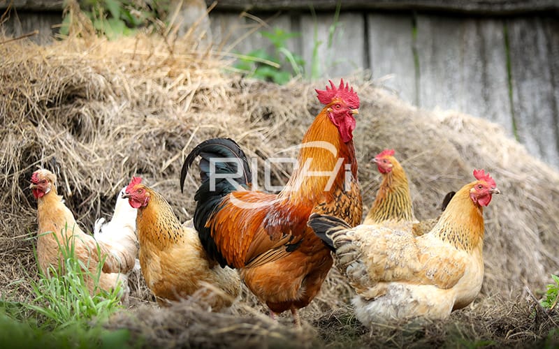 Vitamin C must be added to chicken feed in summer