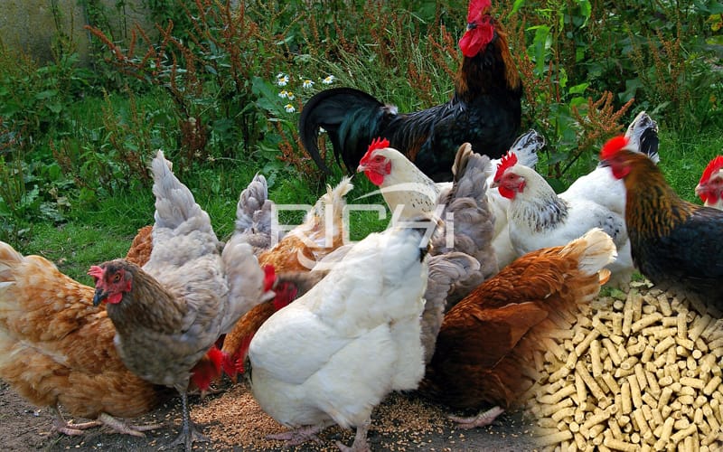 Are you wasting your chicken feed?