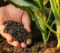 organic fertilizer