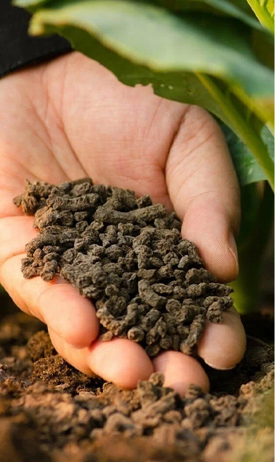 Organic Fertilizer Pellet Production