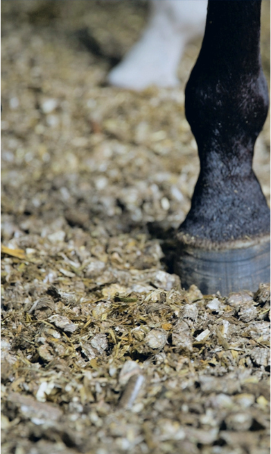 Animal Bedding Pellets Production