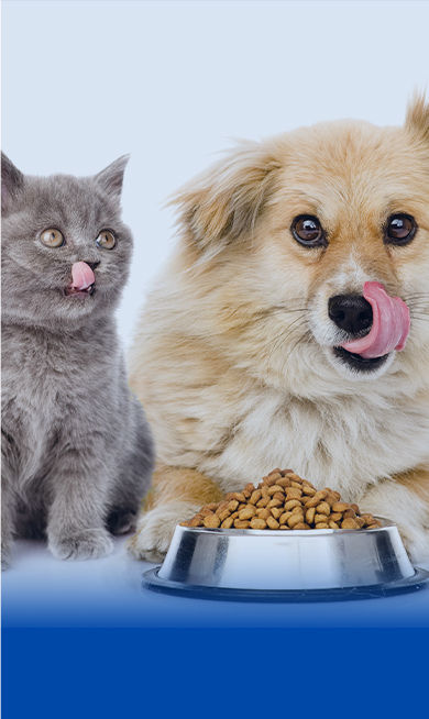 Pet Food Pellet Production