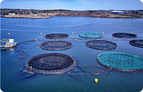 Aquatic feed Production line