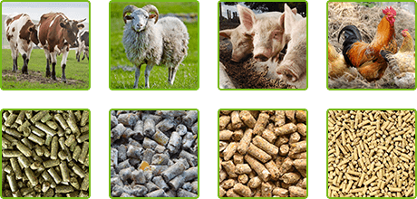 Des moulins à grain pour optimiser l'alimentation des animaux